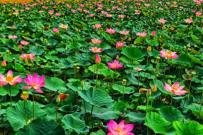 Bicycle Tour Through Peaceful Villages - Guides who connect village scenes to modern Vietnam