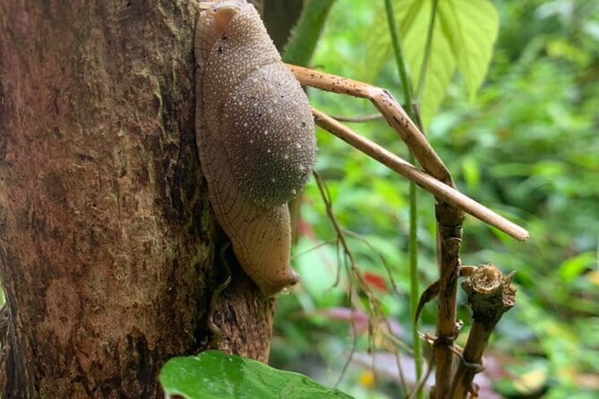 Cat Ba National Park Full Day Trekking Tour to Viet Hai Village - Four hours among Cat Ba’s forest trails