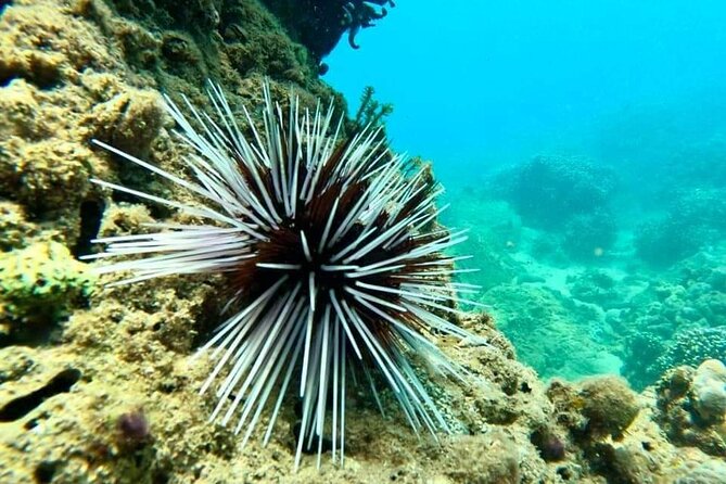 Cham Island Snorkeling Daily Group Tour, Sunbathing, nice beaches - What the guides add to the day