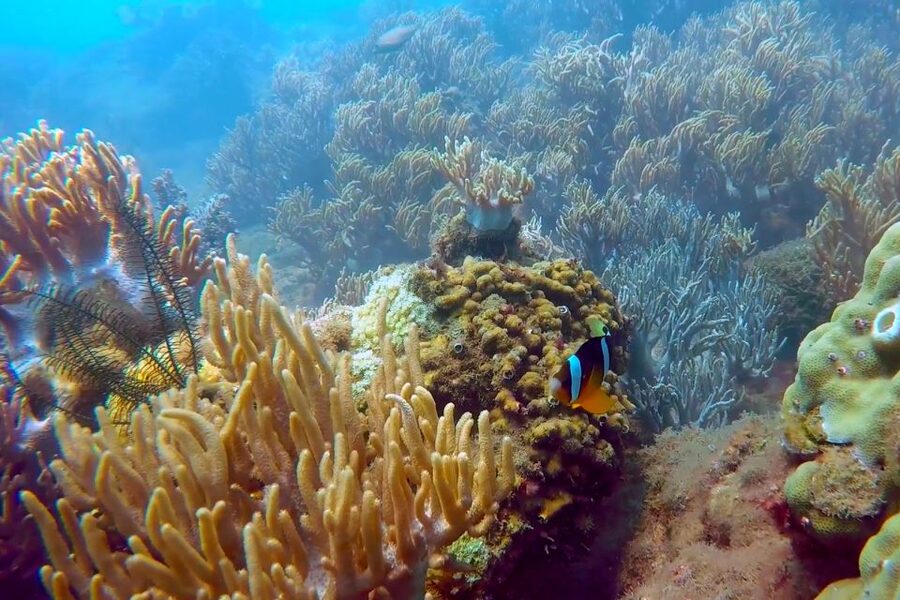 Cham Island: Snorkeling Tour - Should you book it?