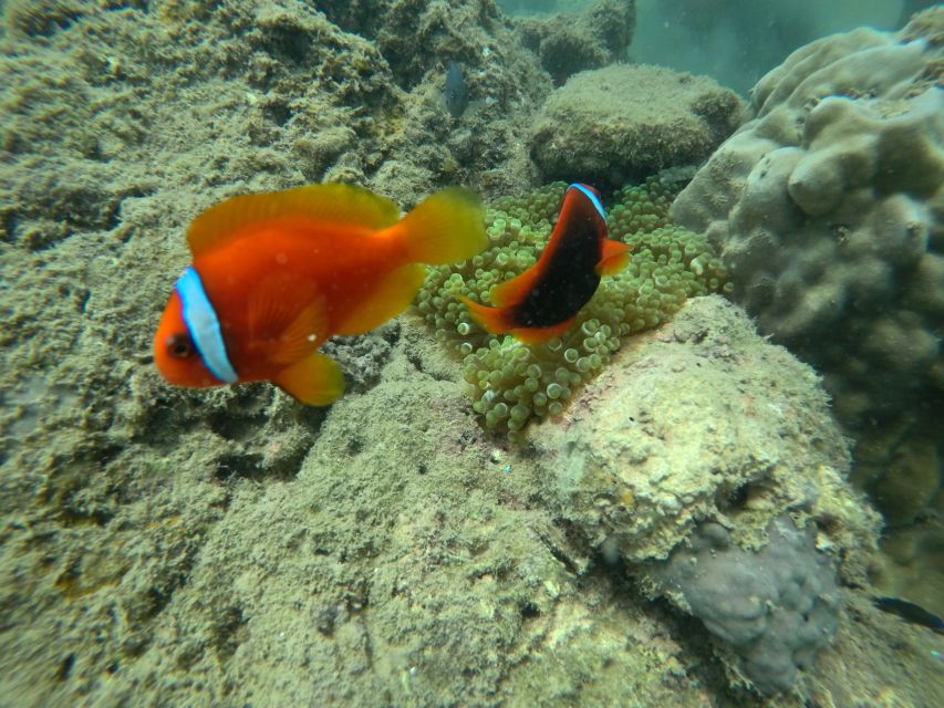 Cham Island: Underwater Walking & Snorkeling Tour - What the $68 price really covers