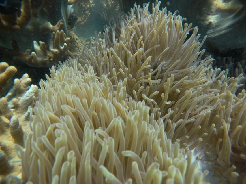 Cham Island: Underwater Walking & Snorkeling Tour - Who will enjoy this Cham Island day
