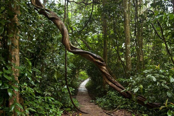 Cuc Phuong National Park Private Day Tour: Trekking & Primates - The Cave of Pre-historic Man