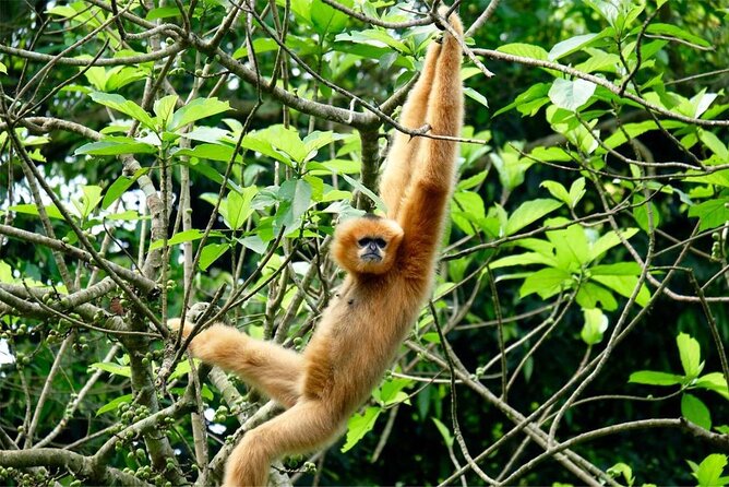 Cuc Phuong National Park Private Day Tour: Trekking & Primates - Who should book this private park tour?