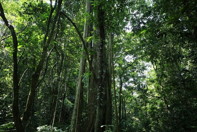 Cuc Phuong National Park Private Day Tour: Trekking & Primates - Forest roads, the thousand-year-old tree, and lunch