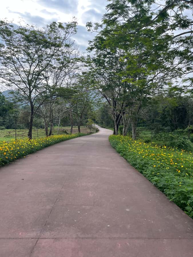 Early My Son tour/transfer to avoid crowd and the heat - The drive from Hoi An: farms, roads, and daily life