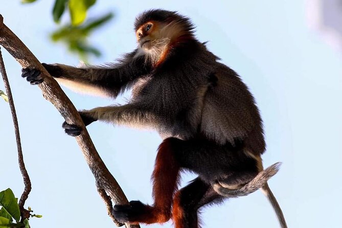 Endangered Monkeys Watching - Red Shanked Douc Langurs - Why Son Tra’s rare monkeys are worth your time