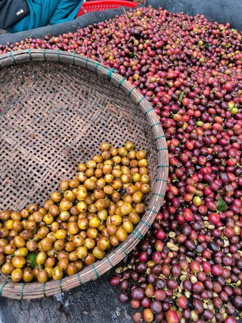Experience specialty coffee with sustainable coffee farmers - Roasting green beans yourself