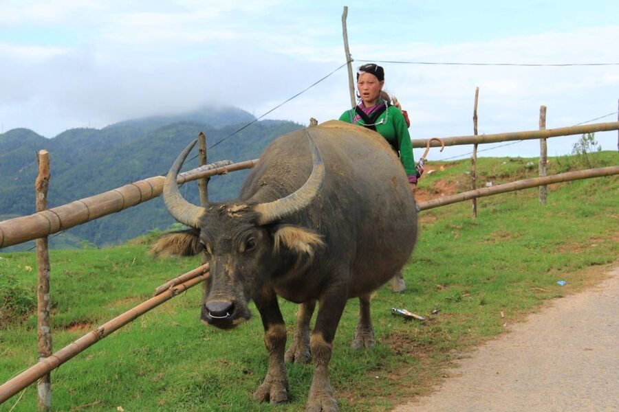 From Hanoi: 2-Day Sapa Cultural Exchange Tour with Homestay - What is included, and what is not