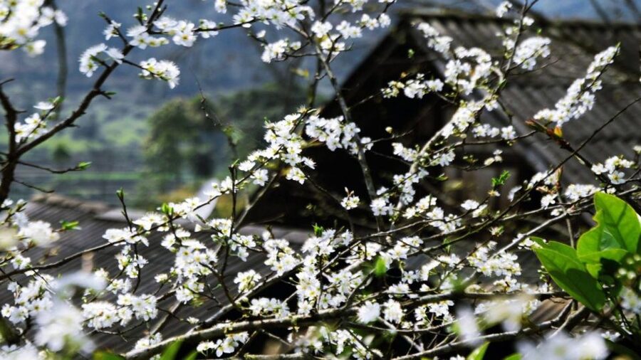 From Hanoi: Sapa 3-Day Medium Trek and Limousine Trip - Who should book this Sapa trip