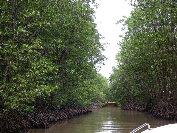 From Ho Chi Minh: Can Gio Trek – Monkey Island & Crocodile Farm - The journey from District 1 to the mangroves