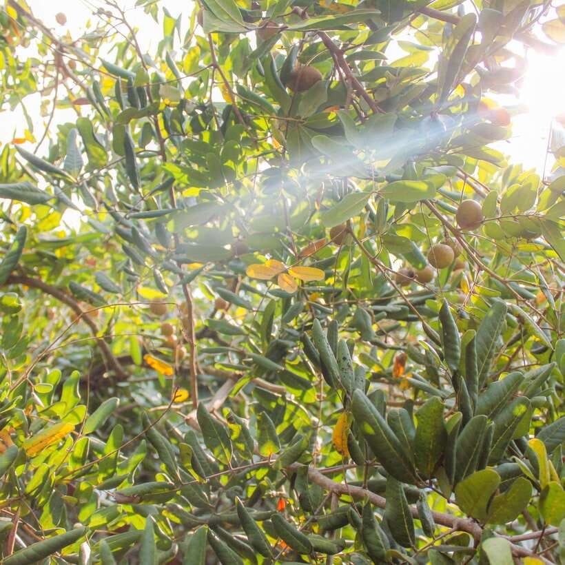 From Ho Chi Minh: Mekong Delta Small Group Day Trip - Lunch in an orchard garden