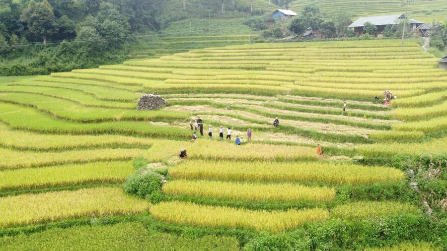 From Sapa: Terrace Fields and Local Villages Trek with Lunch - Returning to Sapa by shuttle