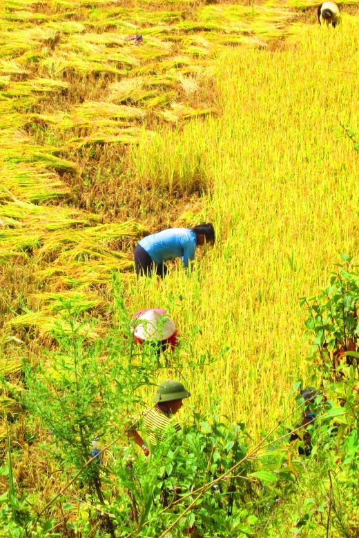 From Sapa: Waterfalls, Trekking and Tribal Villages Tour - Hmong and Red Dzao culture along the trail