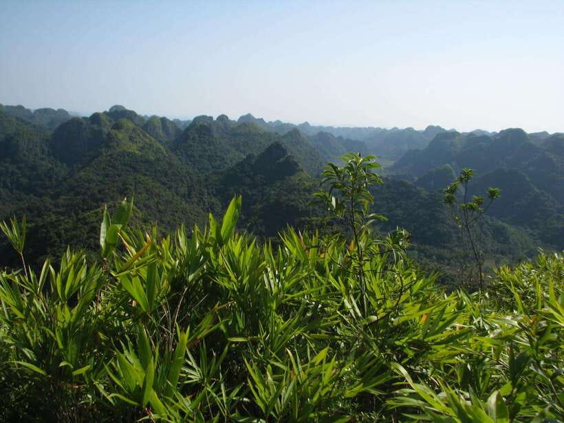 Half Day Hiking to Cat Ba National Park with a Guide - A four-hour introduction to Cat Ba beyond the harbor