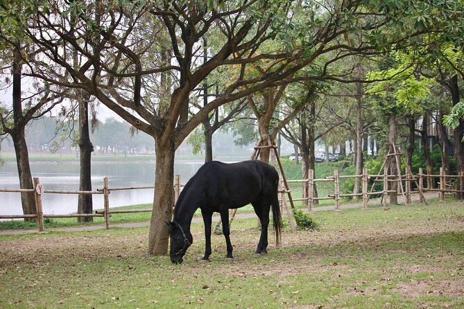 Hanoi Horseback Riding Club & Tours - Exclusive Experience - Feed a horse and paint a horseshoe