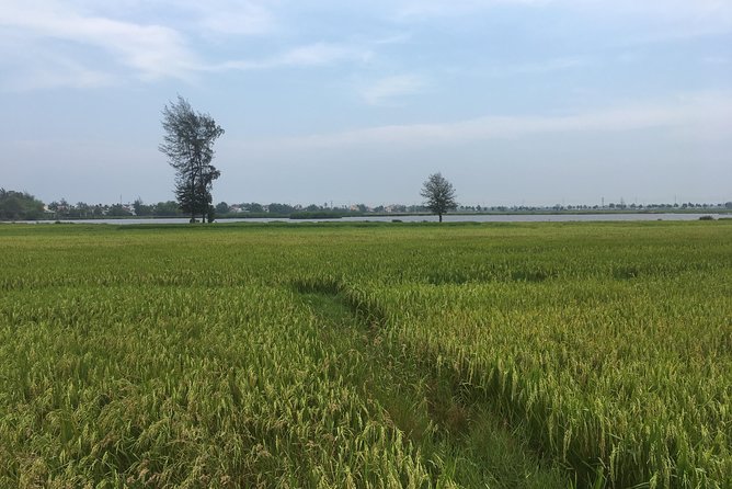 Hoi An countryside biking tour, water buffalo+ basket boat ride - Why this countryside ride is worth your half-day