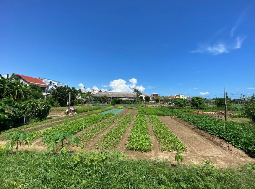 Hoi An: Rural Cycling Tour to Village with Basket Boat Ride - Rice fields, buffaloes, and a slower view of Hoi An