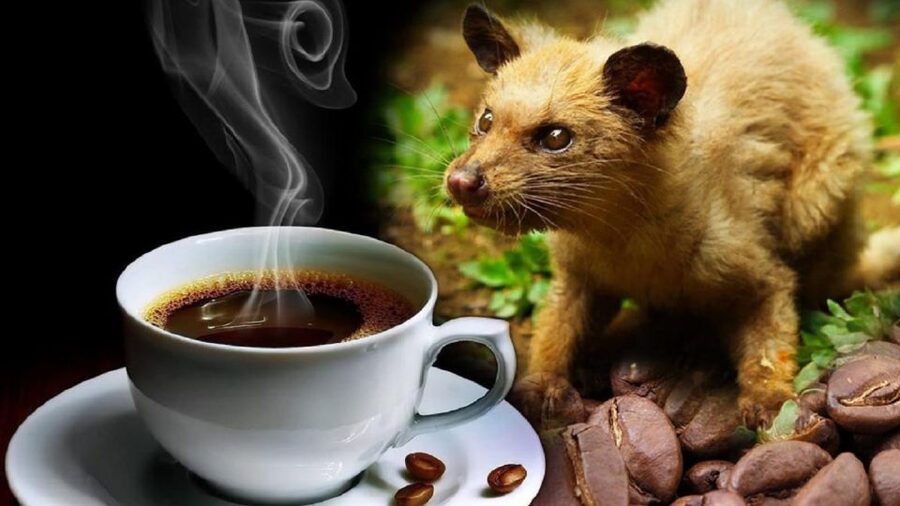 Hoi An: Vietnamese Coffee Culture and Coffee Making Class - Is $14 good value?