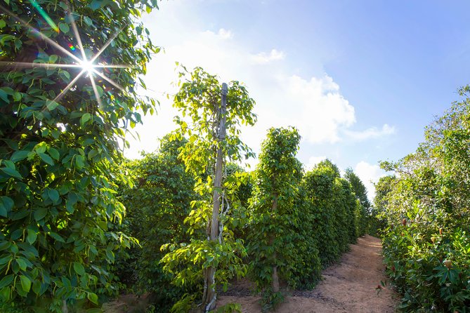 Land Tour 2: Discover the North - Kayaking & Starfish beach Phu Quoc (Not Lunch) - Walking among Phu Quoc National Park’s old trees