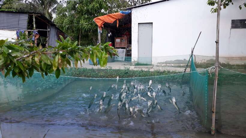 Mekong Day Tour by Car:Cai Be market, Local Island & Cycling - Fruit, music, and the hand-rowed sampan