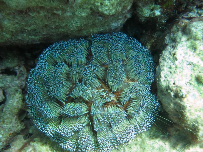Nha Trang: Scuba Diving Experience for Non-Certified Divers - Snorkeling and swimming after scuba