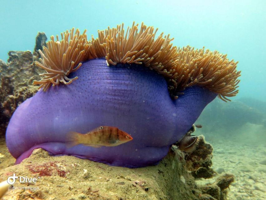 Nha Trang: Scuba Diving Experience for Non-Certified Divers - Lunch at the fisherman base