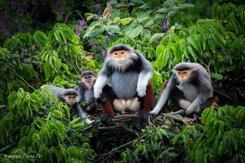 Ninh Binh: Cuc Phuong Jungle Hike & Wildlife Day Trip - Why Cuc Phuong makes a better forest day than a quick photo stop