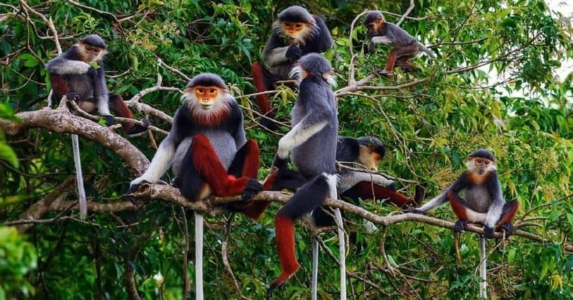 Ninh Binh : Cuc Phuong National Park One Day Group Tour - Why Cuc Phuong makes a strong day trip from Ninh Binh