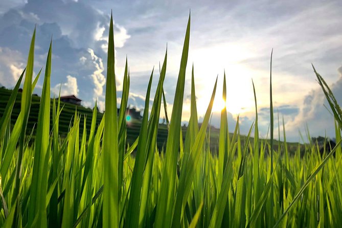 Number one top rated ethical cultural trekking and homestay by ETHOS - The overnight stay among the rice fields
