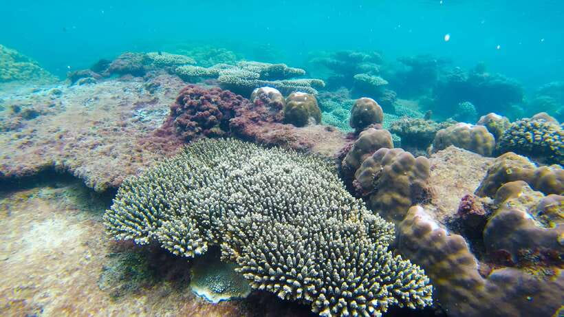 Phu Quoc: 3 Island Tour by Boat with Guide - Gam Ghi Island: often the better snorkeling stop