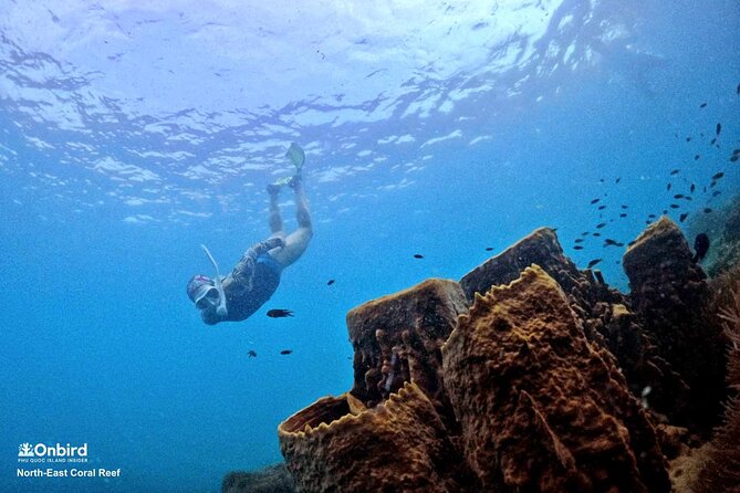 PRO-SNORKELING to Explore Hidden Coral Reefs (MAX 10 PAX) - Why this trip gets the details right