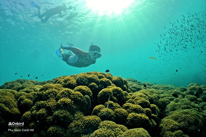 PRO-SNORKELING to Explore Hidden Coral Reefs (MAX 10 PAX) - Two reefs, chosen rather than assigned