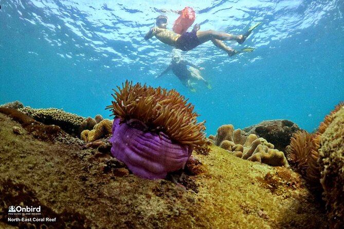 PRO-SNORKELING to Explore Hidden Coral Reefs (MAX 10 PAX) - A half-day that does not waste much time