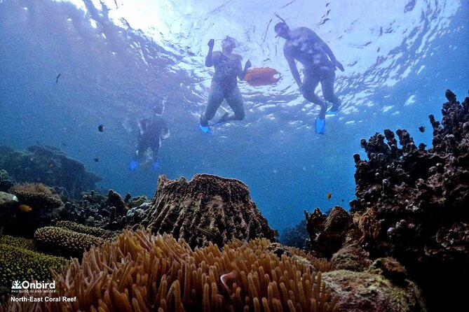 PRO-SNORKELING to Explore Hidden Coral Reefs (MAX 10 PAX) - The honest tradeoff: nature does not follow a timetable