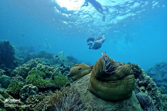 PRO-SNORKELING to Explore Hidden Coral Reefs (MAX 10 PAX) - The shallow-water lesson makes a real difference