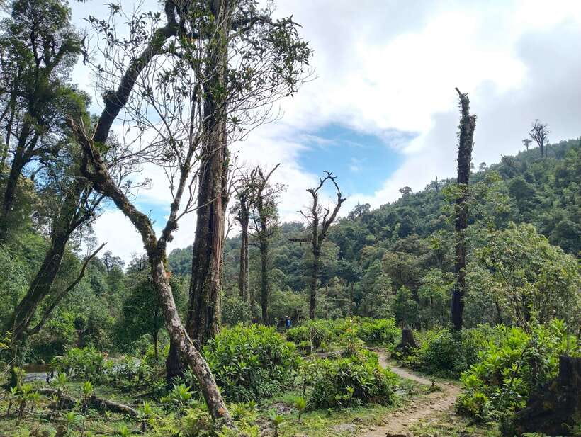 SAPA : Climb up to Fansipan mountain with LOCAL GUIDE - Climbing through changing forest
