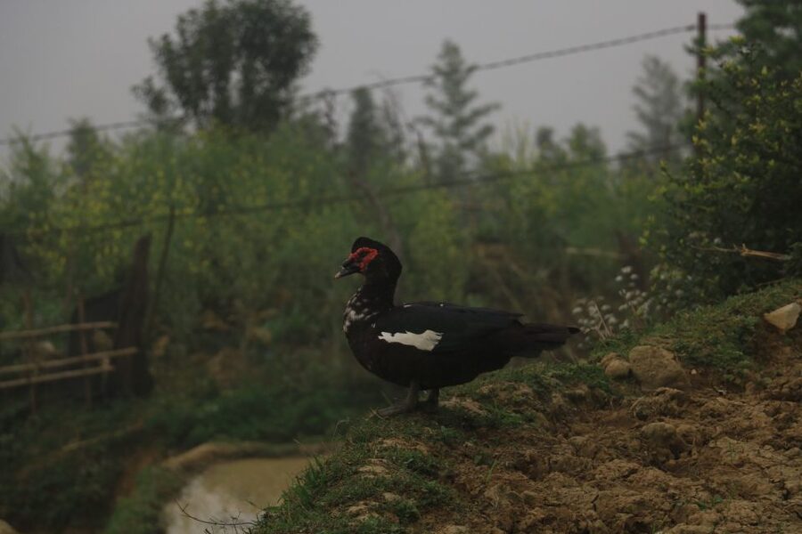 Sapa: Local Exploration on a Guided Motorbike Tour - Who should book this ride