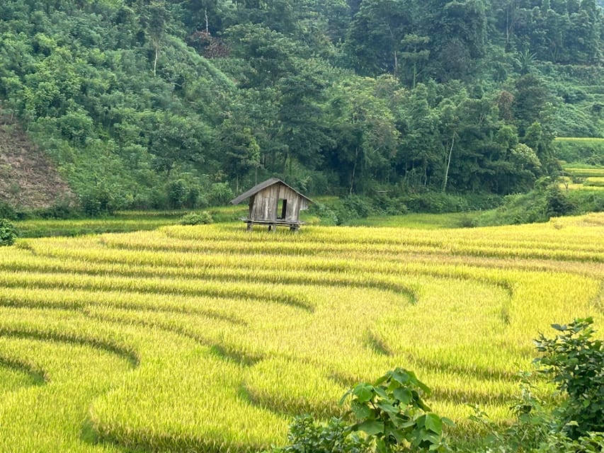 Sapa: Motorbike Tour 1 Day Visit Waterfalls & Local Villages - Lonely Tree and the Muong Hoa Valley viewpoint