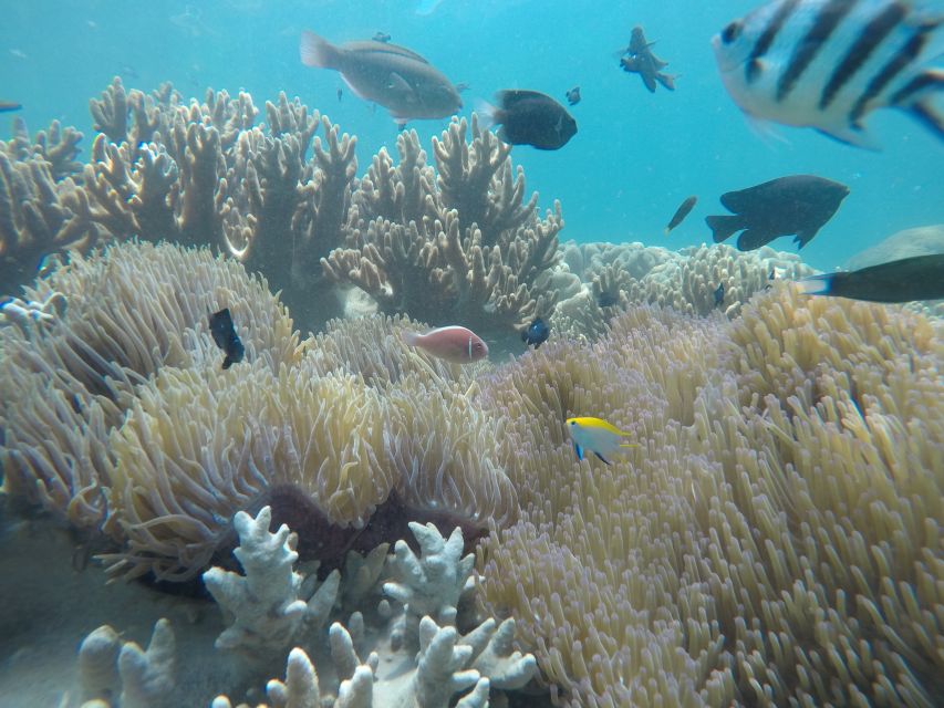 Snorkeling Cham Island: Snorkeling Tour by Speed Boat - A fast crossing from Cua Dai Wharf